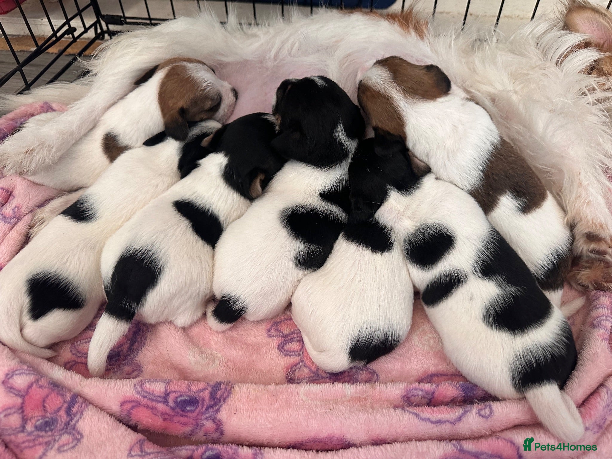 Jack Russell dogs Jack Russel puppies - Advert 4