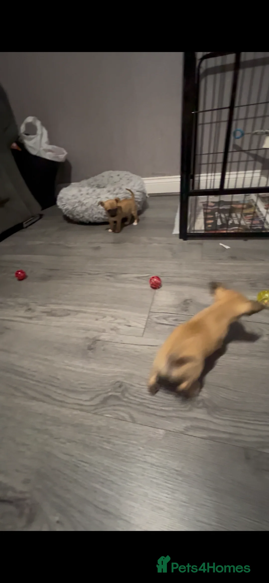 Chihuahua dogs for sale: Beautiful chihuahuas  - Advert 2