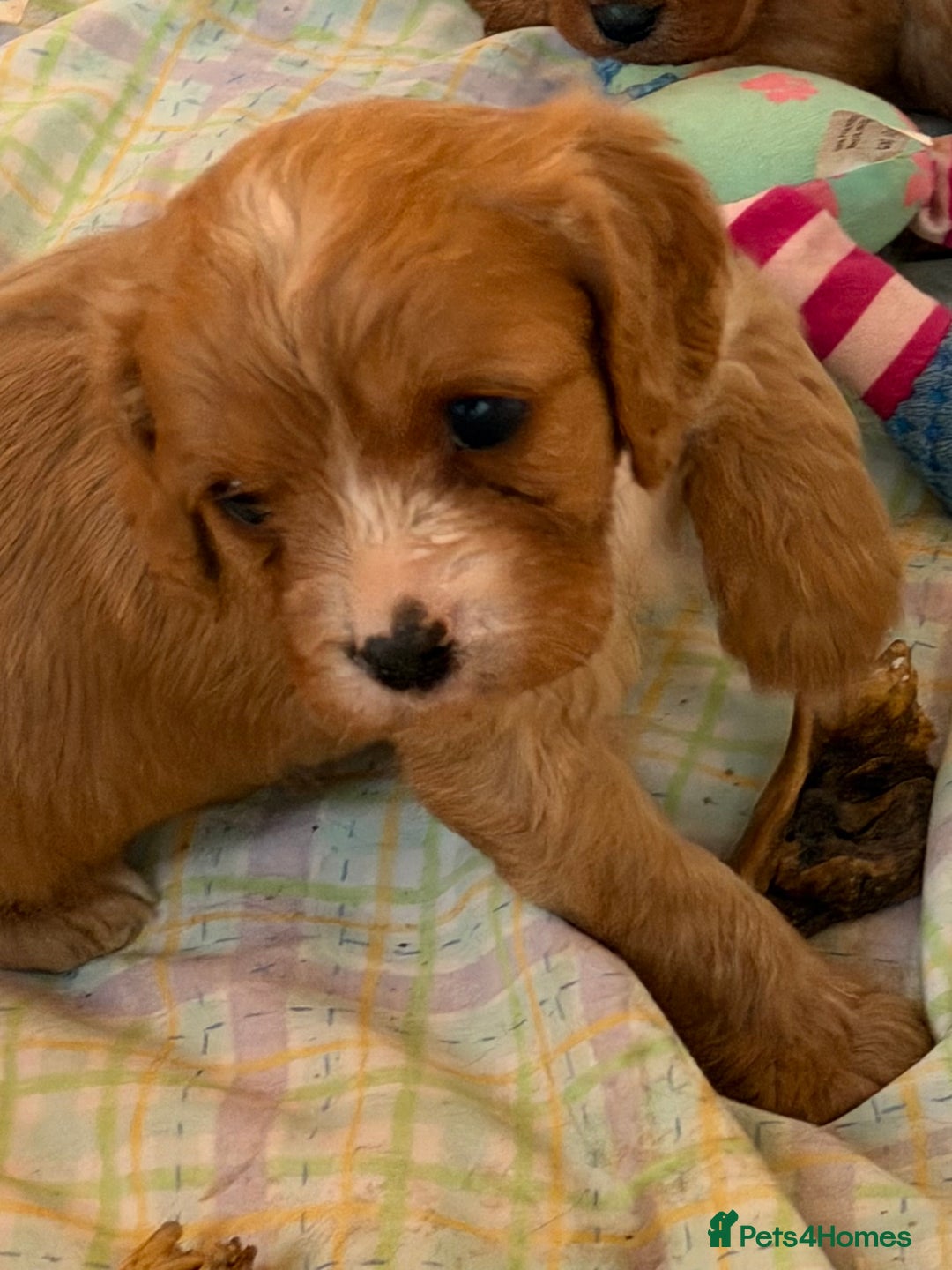 Cavapoo dogs for sale: Stunning cavapoo puppies ready 9th January  - Advert 8