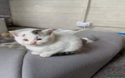 Mixed Breed cats for sale: 6 Adorable Kittens, Great Present! - Advert 13