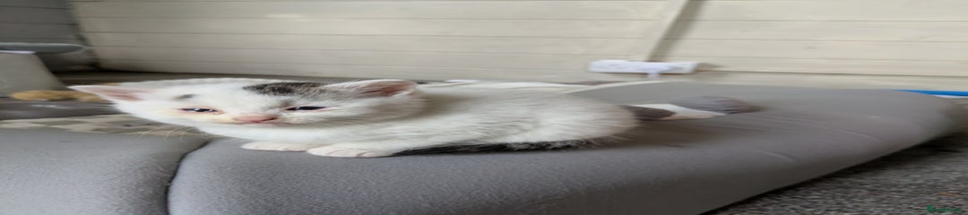 Mixed Breed Kitten 6