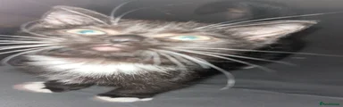 Anakin