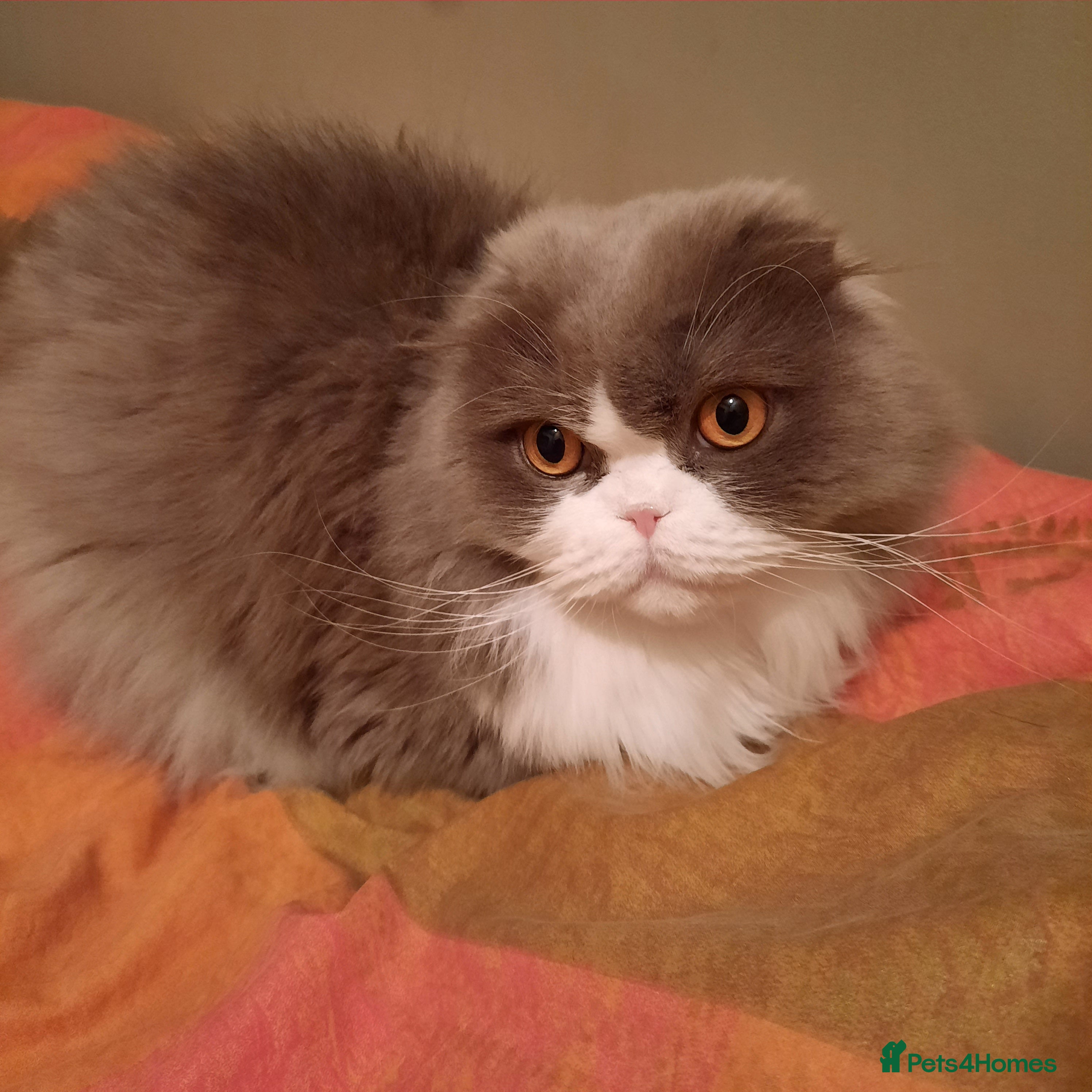 Scottish Fold cats TICA Registered: Scottish Fold Neutered Young Girl - Advert 10