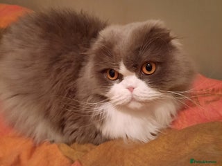 Scottish Fold cats TICA Registered: Scottish Fold Neutered Young Girl - Advert 10