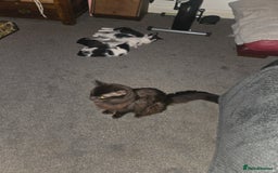 Mixed Breed cats for sale: Beautiful Ragdoll x shorthaired kittens - Image 9