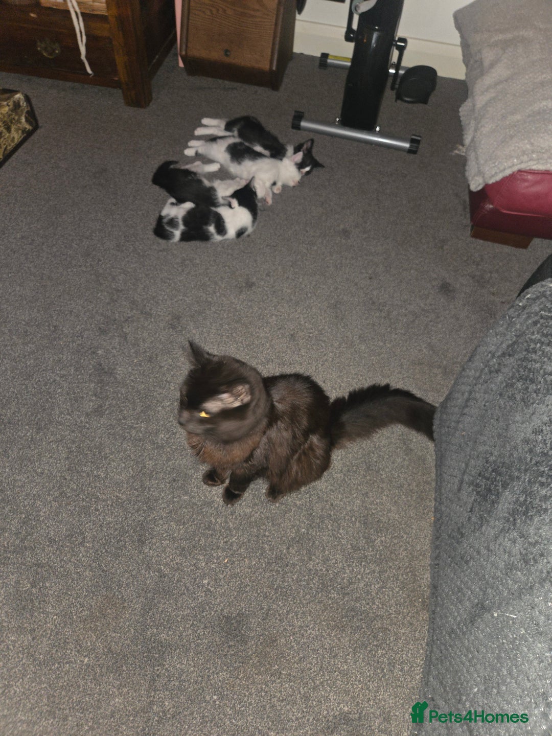 Mixed Breed cats for sale: Beautiful Ragdoll x shorthaired kittens - Image 9