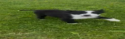 Border Collie dogs for sale: Two dogs available  - Advert 5