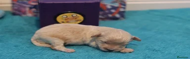 Maltipoo 1