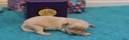 Maltipoo dogs for sale: 4 Apriciot F1 Maltipoo Puppies - Advert 12