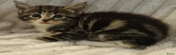 Maine Coon cats for sale: Maine Coon X  - Advert 5