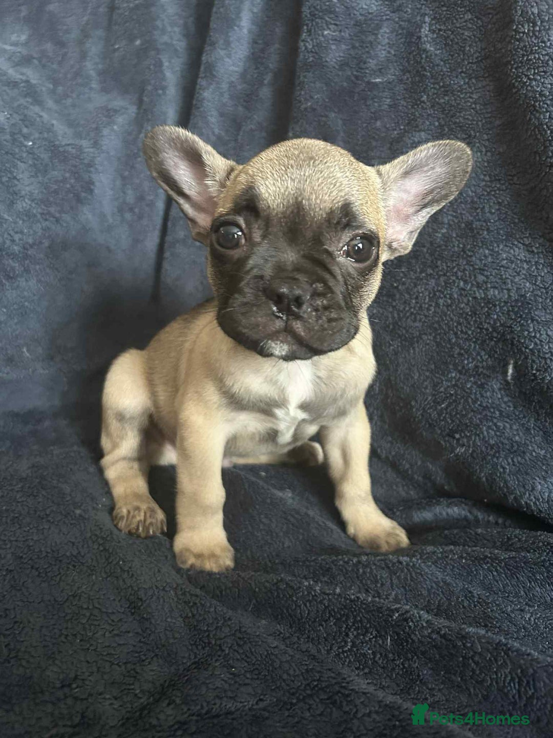 French Bulldog dogs for sale: *REDUCED*find forever homes Frenchbulldog puppies  - Image 3