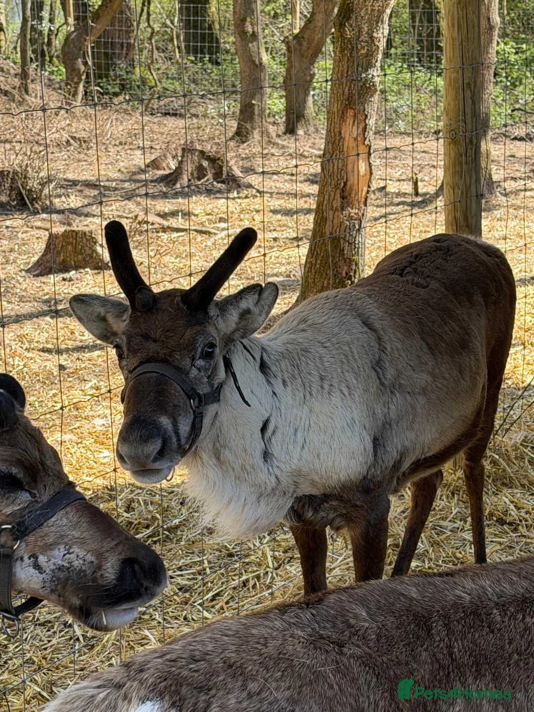 Mixed Breed livestock for sale: 3 female reindeer 5* home only  - Advert 2