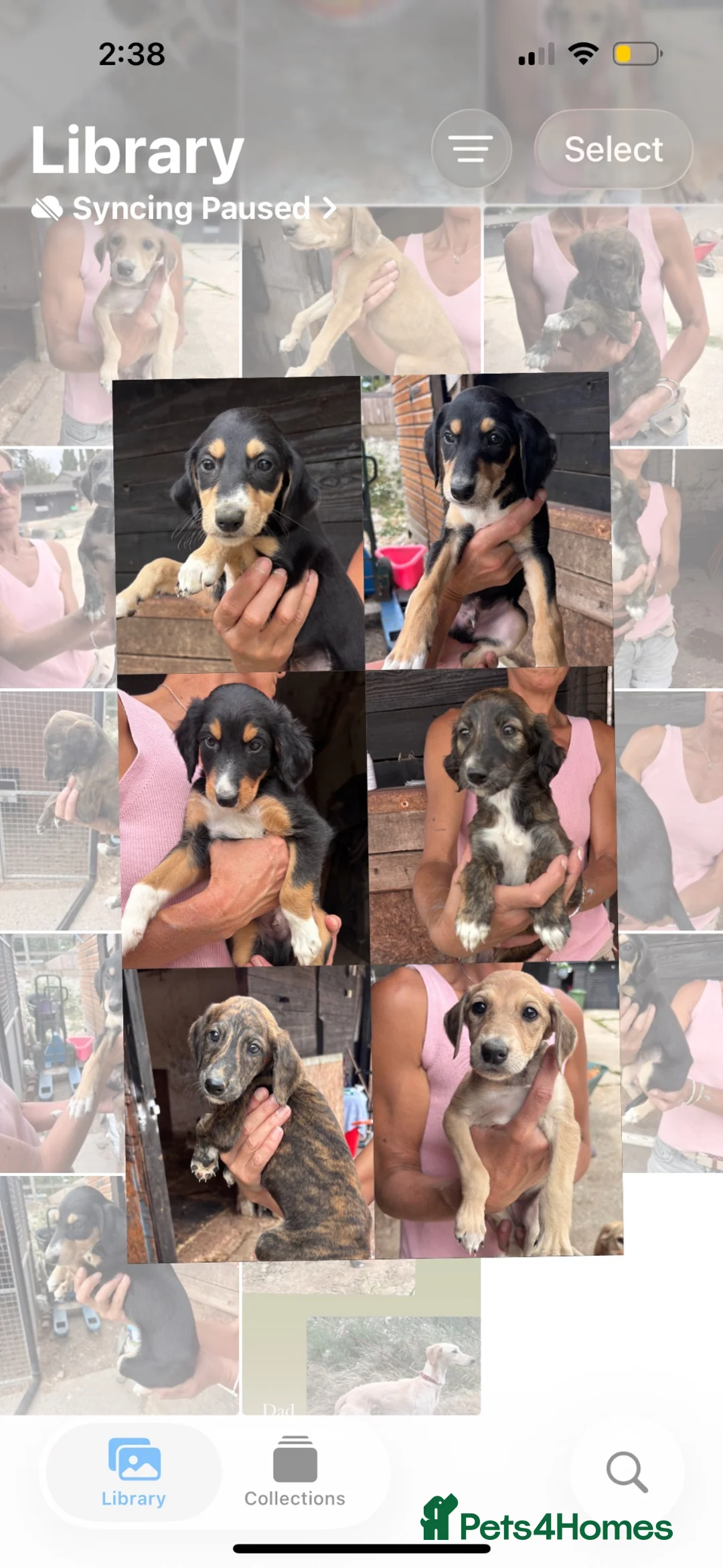 Lurcher dogs for sale: Beautiful pups out of our family dogs  - Advert 1