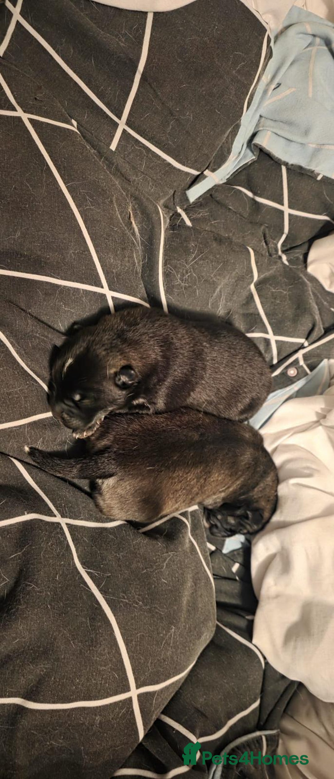 Mixed Breed dogs for sale: Chowski pups for sale - Image 18