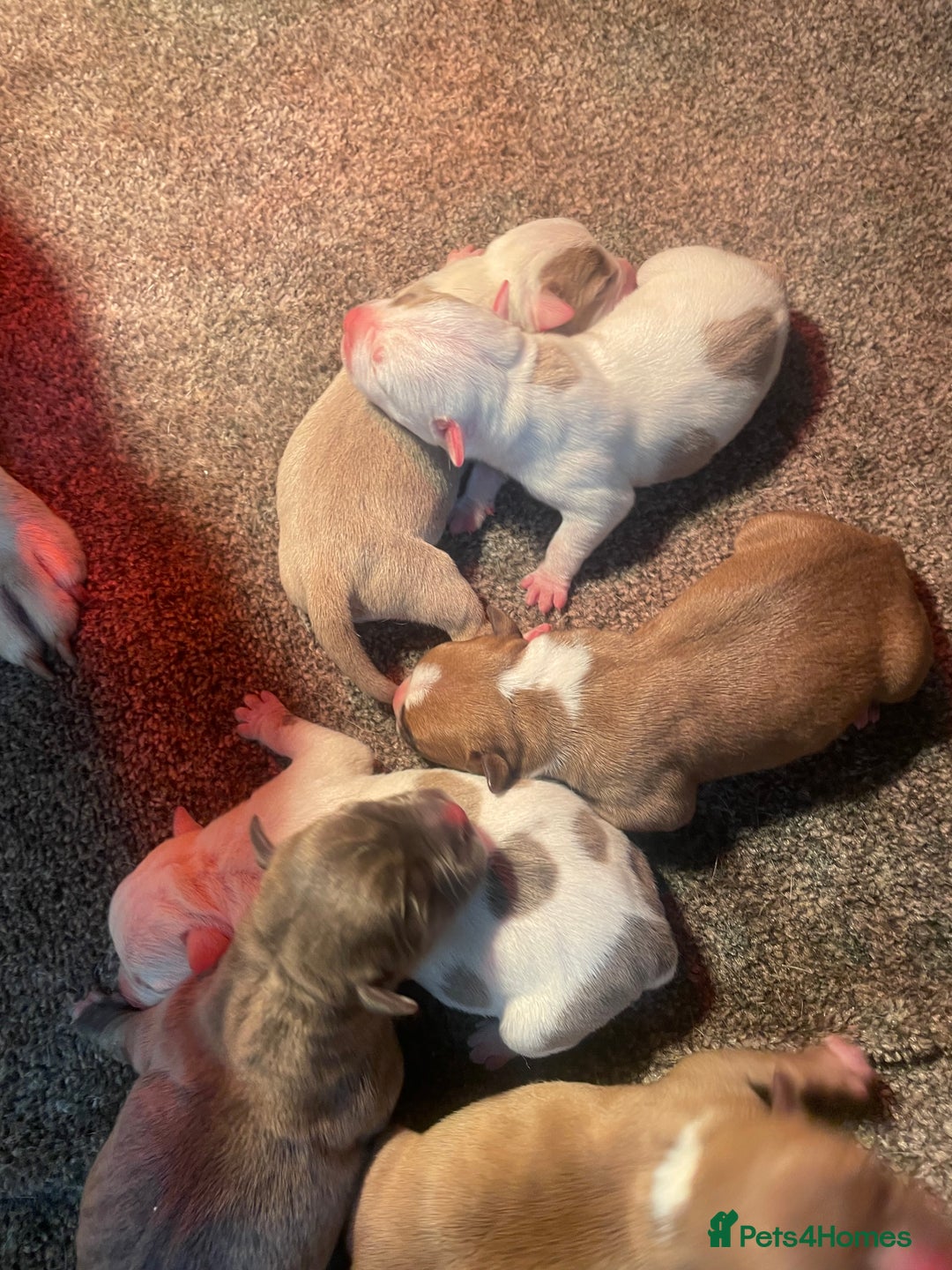 Mixed Breed dogs for sale: Staffy cross pocket bully puppies - Image 6