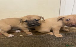 Mixed Breed dogs for sale: Puppies  - Image 7