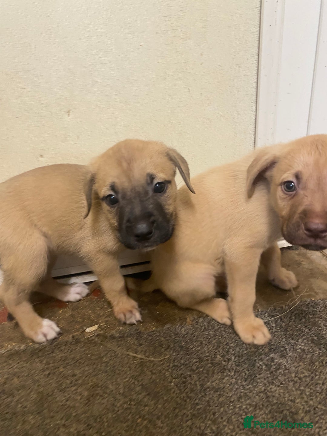 Mixed Breed dogs for sale: Puppies  - Image 7