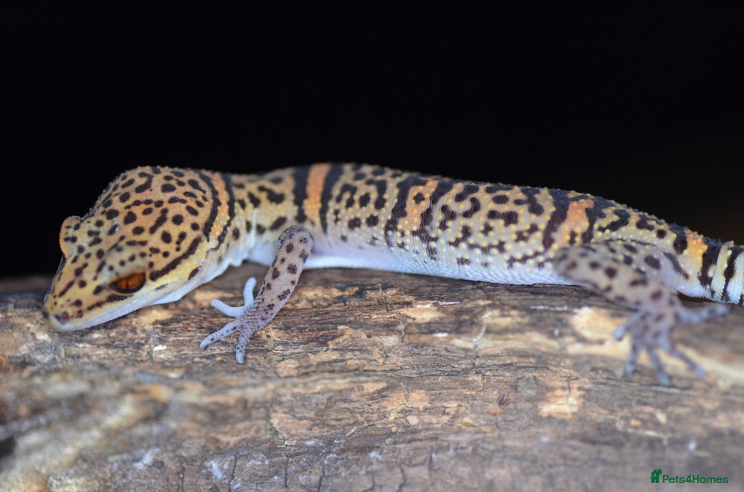 Gecko reptiles for sale: Chinese Cave Gecko  - Image 3