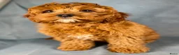 Cavapoo dogs for sale: F1B Cavapoo exquisite heath test boutique breeder  - Advert 14