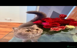 British Shorthair cats for sale: Female British Shorthair - Image 3