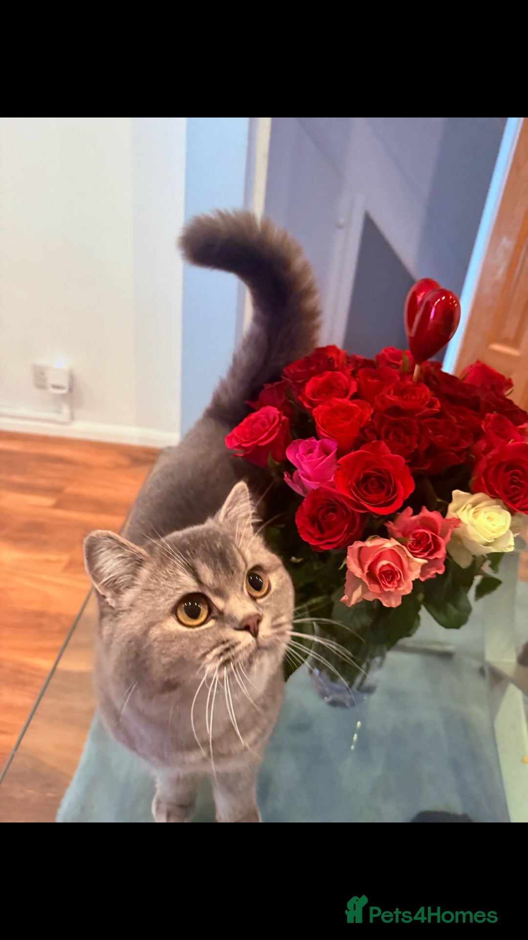 British Shorthair cats for sale: Female British Shorthair - Image 3