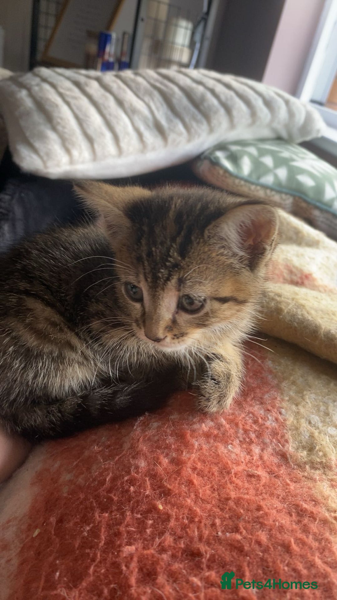 Bengal cats for sale: Beautiful baby bengal girl  - Advert 3