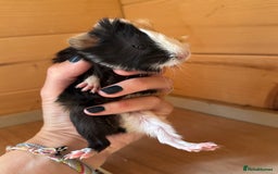 Guinea Pig rodents for sale: baby boars guinea pigs - Image 2