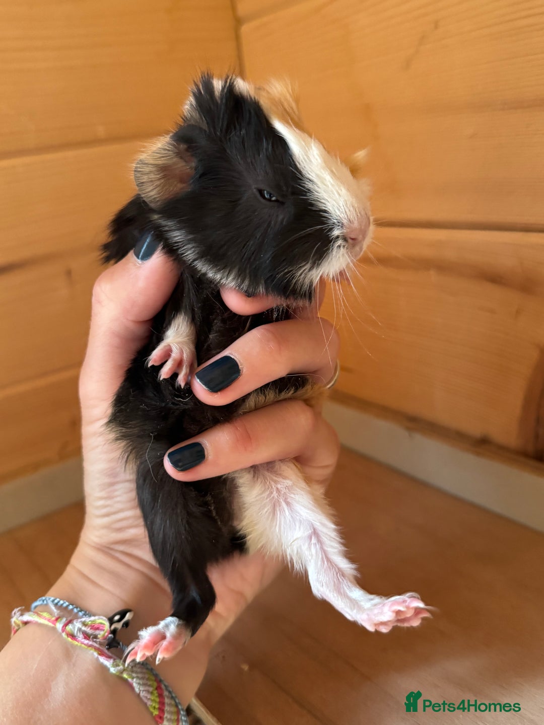Guinea Pig rodents for sale: baby boars guinea pigs - Image 2