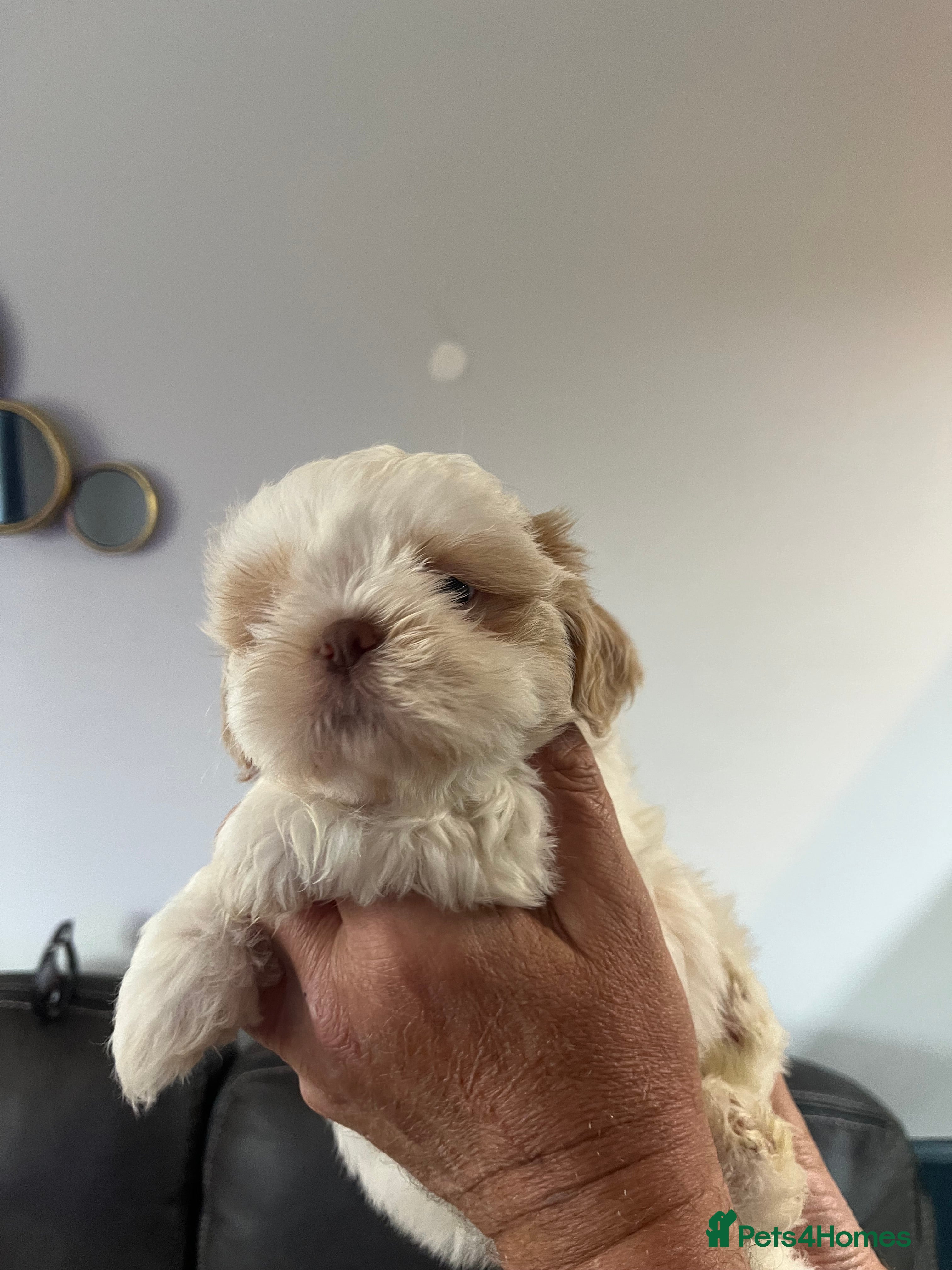 Shih Tzu dogs Gorgeous shitzu puppies - Advert 2