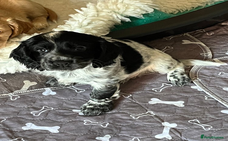 Cocker Spaniel dogs - Advert 6