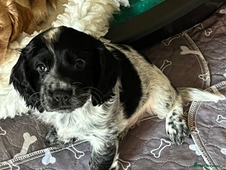 Cocker Spaniel dogs - Advert 19