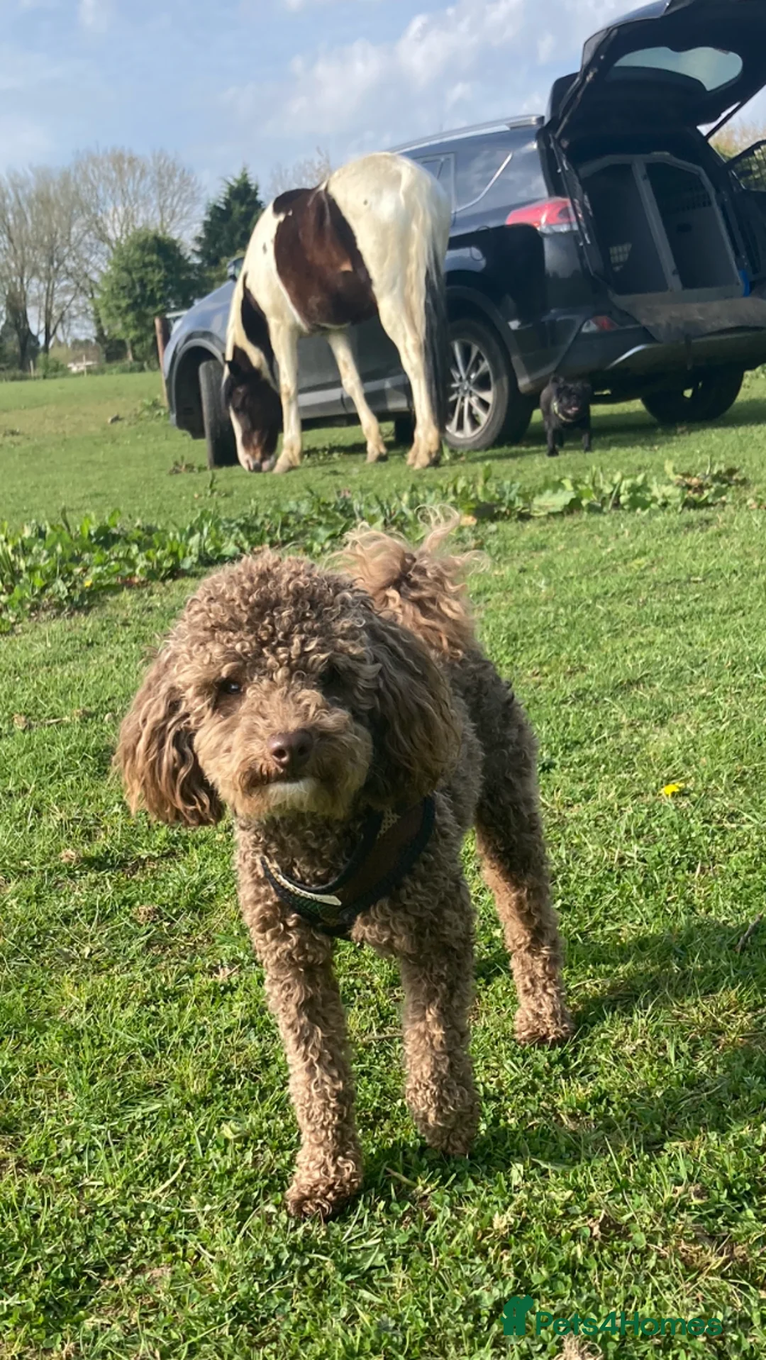 Poodle dogs for stud: Health tested KC chocolate Toy poodle stud  in Stevenage - Advert 6