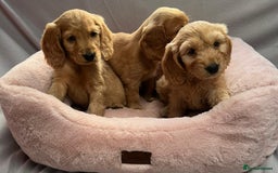Cocker Spaniel dogs for sale: Crocker spaniel puppy's  - Image 6