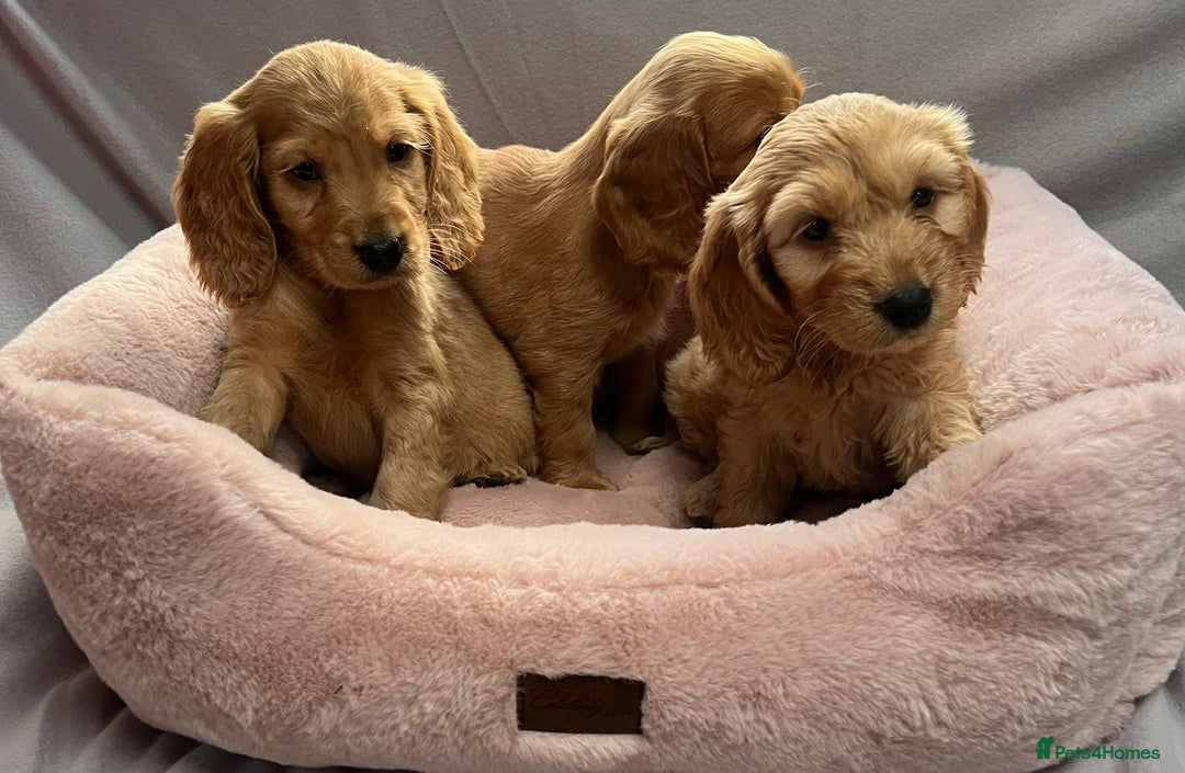 Cocker Spaniel dogs for sale: Crocker spaniel puppy's  - Image 6