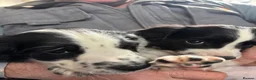 English Springer Spaniel dogs for sale: KC Registered springer spaniel puppies for sale  - Advert 2