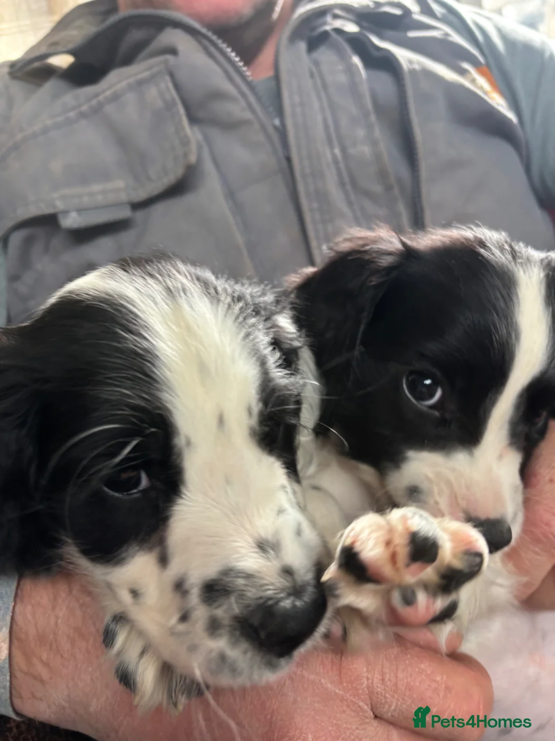 English Springer Spaniel dogs for sale: KC Registered springer spaniel puppies for sale  - Advert 2