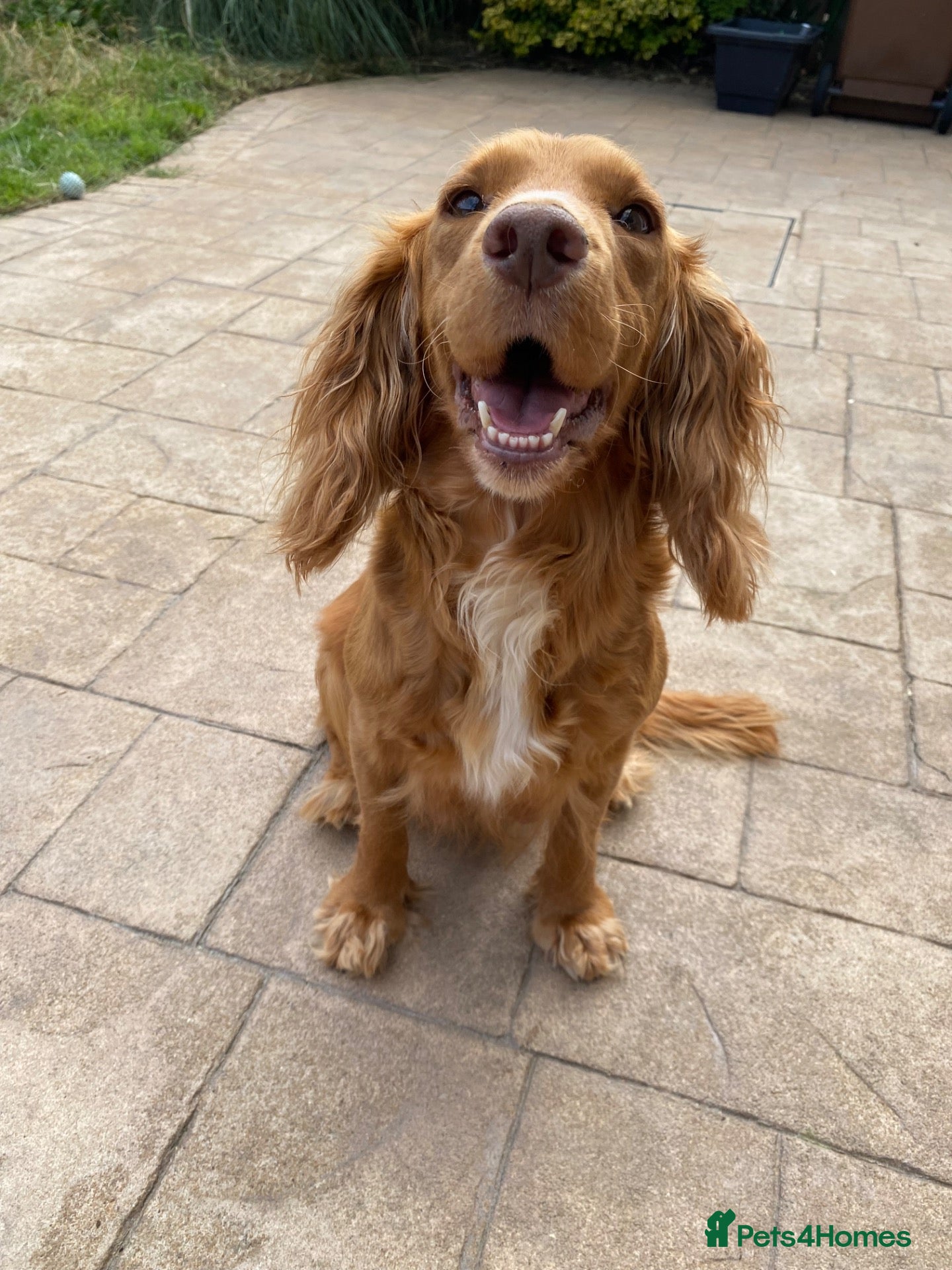 Cocker Spaniel dogs Beautiful working cocker spaniel puppies  - Advert 1