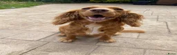 Cocker Spaniel dogs for sale: Beautiful working cocker spaniel puppies  - Advert 1