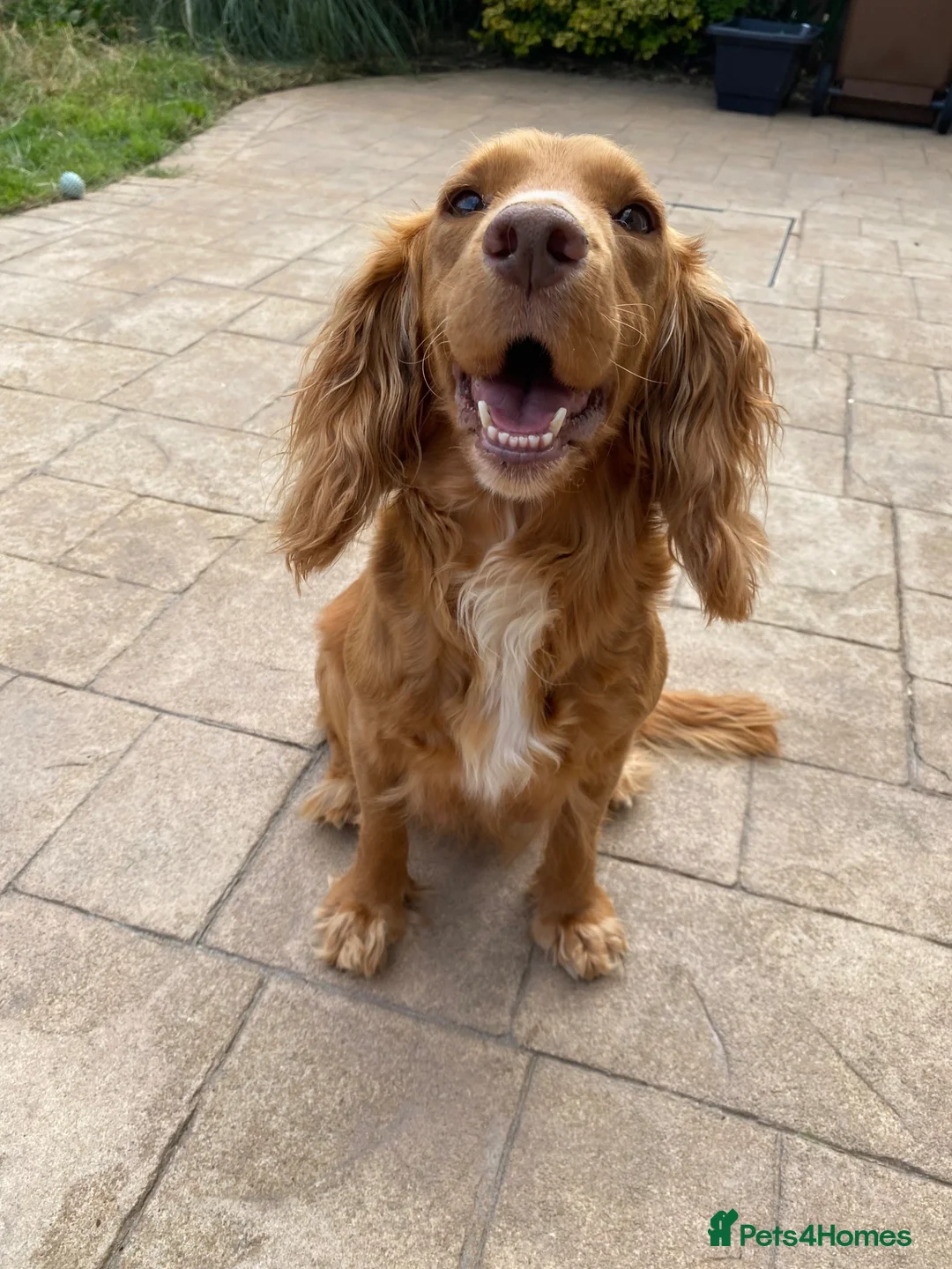 Cocker Spaniel dogs for sale: Beautiful working cocker spaniel puppies  - Advert 1