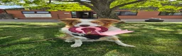 Border Collie dogs for stud: Stunning Blue Eyed Red Merle BorderCollie for Stud - Advert 17