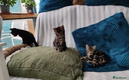 Mixed Breed cats for sale: Ch417dp  - Image 2