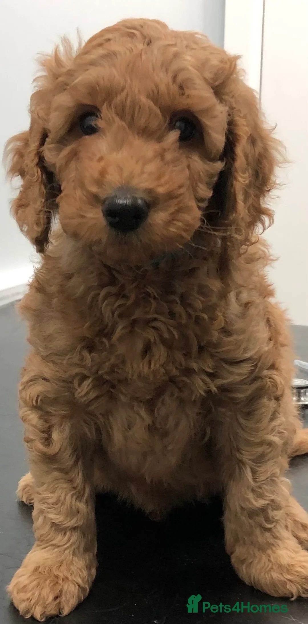 Labradoodle dogs for sale: Gorgeous miniature labradoodles - Advert 15