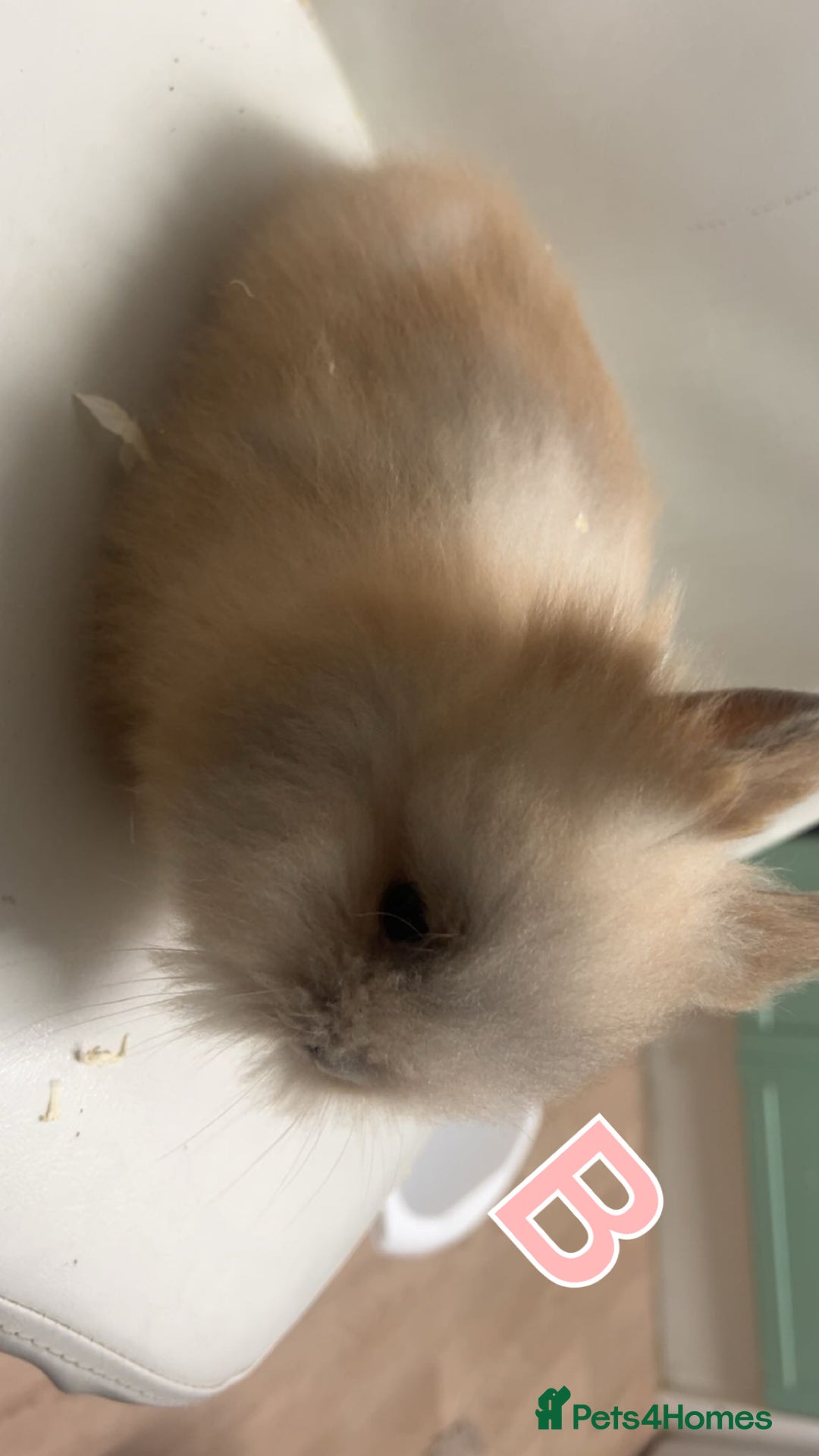 Lionhead rabbits for sale: Adorable Curious Lionhead Rabbits – 3 Months Old - Advert 5