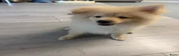 Pomsky dogs for sale: KING POMERANIAN BEAUTIFUL BOY  in Beckenham - Advert 2