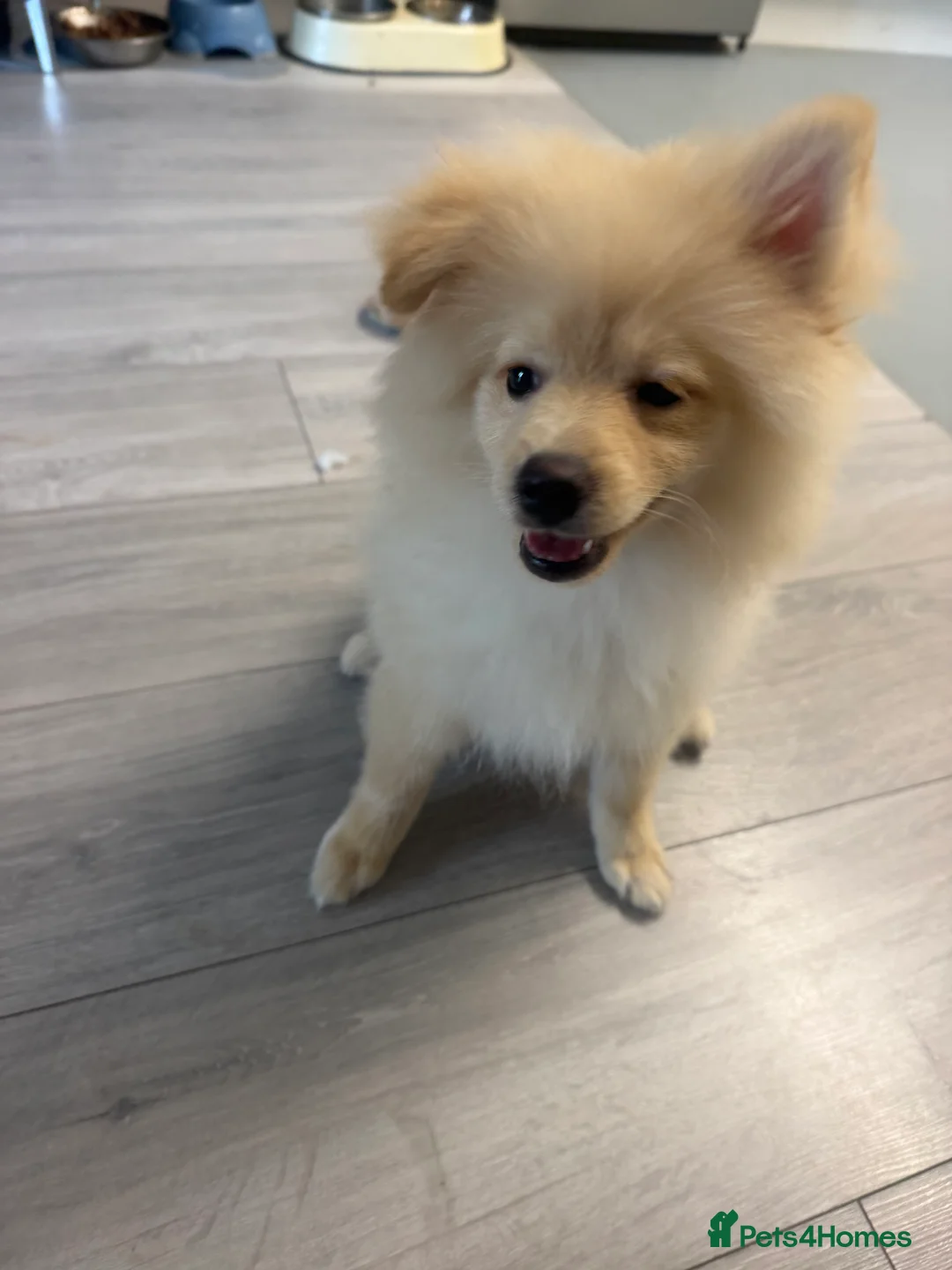 Pomsky dogs for sale: KING POMERANIAN BEAUTIFUL BOY  in Beckenham - Advert 2