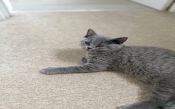 British Shorthair cats for sale: Champion Bloodline British Shorthair & Longhair - Image 13