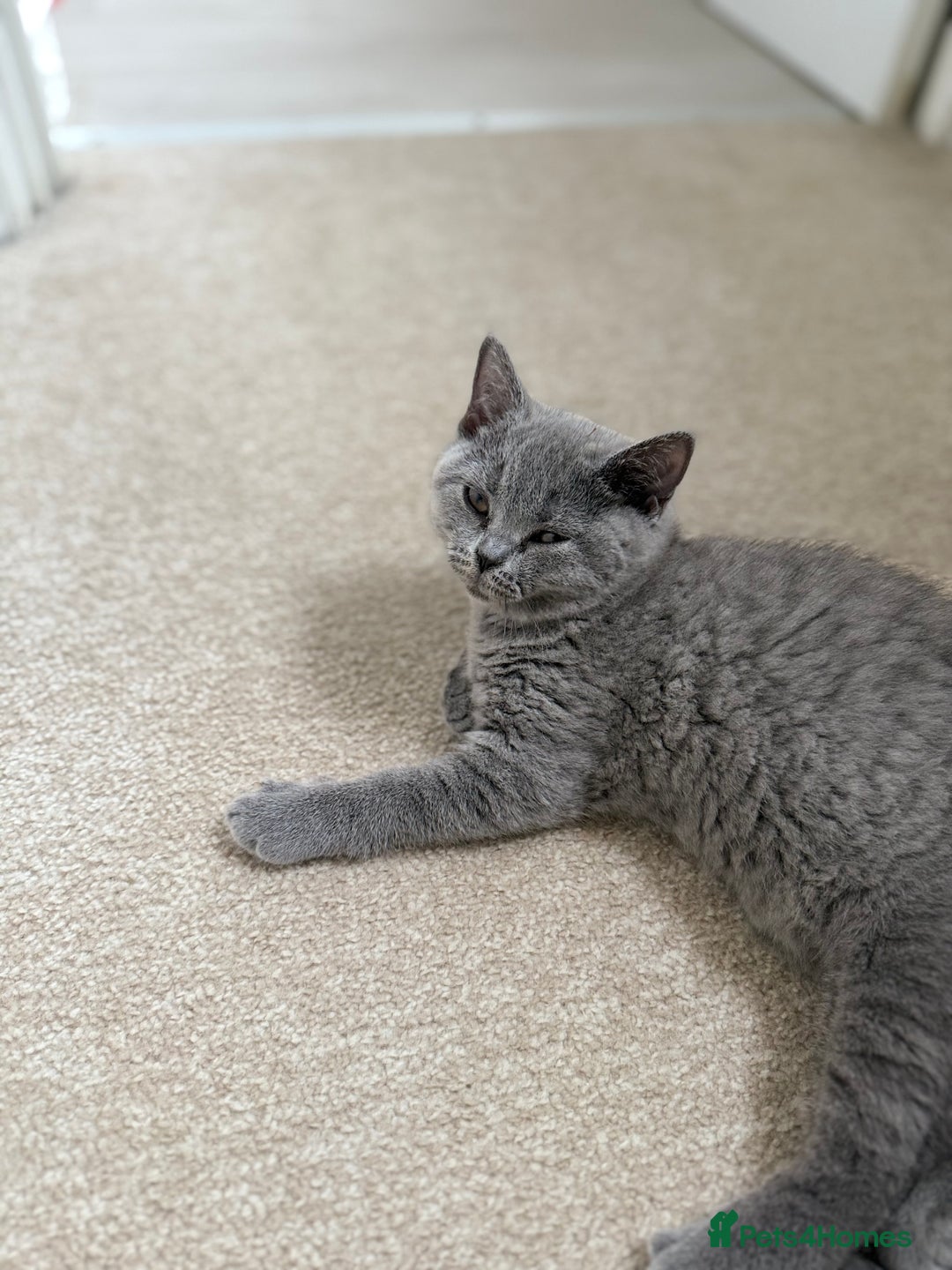 British Shorthair cats for sale: Champion Bloodline British Shorthair & Longhair - Image 13