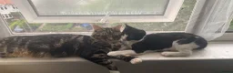 Mixed Breed cats for sale: 2 beautiful indoor cats.  in London - Advert 4