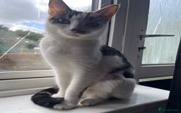 Domestic Shorthair cats for sale: 3 female kittens  - Image 14