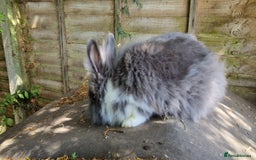 Lionhead rabbits for sale: Rabbit - Image 2